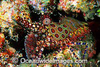 Marble Shrimp Saron sp. Photo - Gary Bell