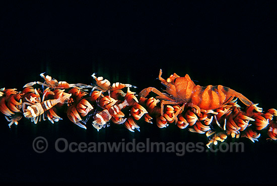 Whip Shrimp on Whip Coral photo Whip Shrimp on Whip Coral photo