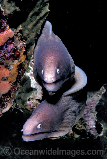 White-eyed Moray Eels Siderea thyrsoidea photo White-eyed Moray Eels Siderea thyrsoidea photo