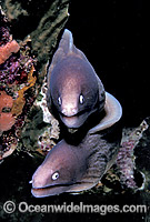 White-eyed Moray Eels Siderea thyrsoidea Photo - Gary Bell