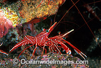 Hinge-beak Shrimp Rhynchocinetes durbanensis Photo - Gary Bell