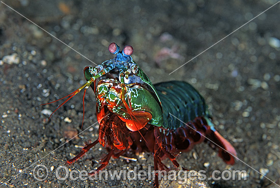 Mantis Shrimp Odontodactylus scyallarus photo Mantis Shrimp Odontodactylus scyallarus photo