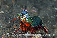Mantis Shrimp Odontodactylus scyallarus Photo - Gary Bell