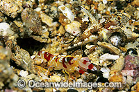 Flag-fin Shrimp Goby Tomiyamichthys sp. Photo - Gary Bell