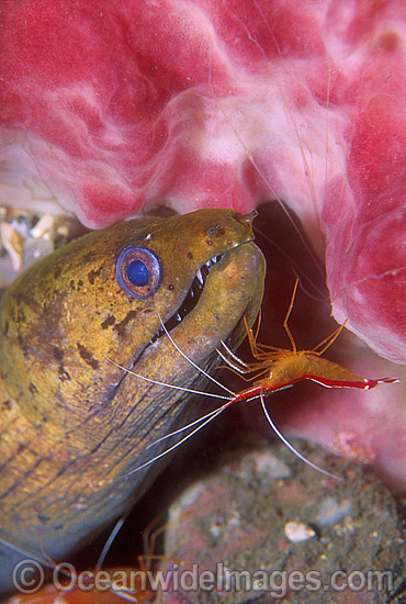 Spot-face Moray Eel cleaned by shrimp photo Spot-face Moray Eel cleaned by shrimp photo