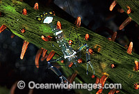 Anemone Shrimp Photo - Gary Bell