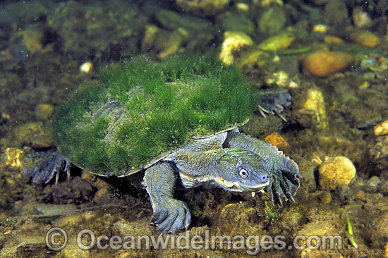 Bellinger Turtle Elseya georgesi photo Bellinger Turtle Elseya georgesi photo