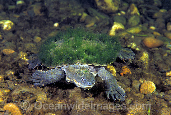 Bellinger Freshwater Turtle Elseya georgesi photo Bellinger Freshwater Turtle Elseya georgesi photo