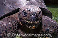 Harriet Galapagos Land Tortoise Photo - Gary Bell