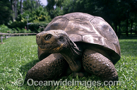 Harriet Galapagos Land Tortoise photo Harriet Galapagos Land Tortoise photo