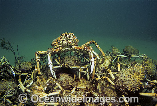 Spider Crabs Leptomithrax gaimardii photo Spider Crabs Leptomithrax gaimardii photo