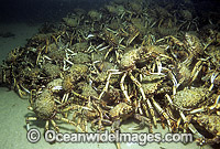 Spider Crabs Leptomithrax gaimardii Photo - Bill Boyle