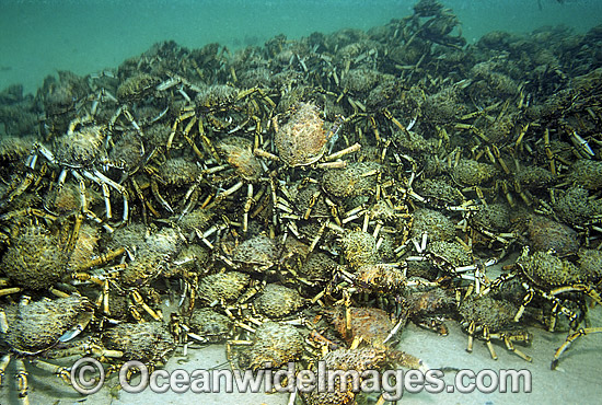 Spider Crabs mating aggregation photo Spider Crabs mating aggregation photo