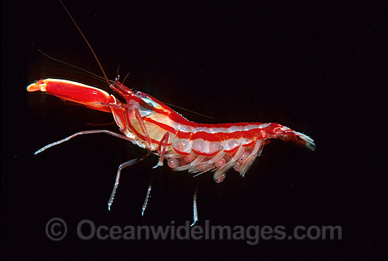 Candy-stripe Pistol Shrimp with eggs photo