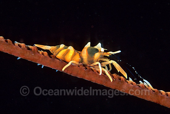 Whip Shrimp on Whip Coral photo