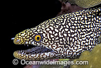 Spotted Moray Eel Gymnothorax isingteena Photo - Gary Bell