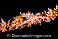 Commensal Whip Spider Crab Photo - Gary Bell