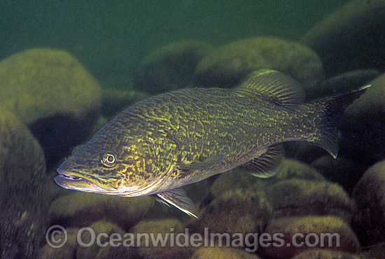 Eastern Freshwater Cod Maccullochella ikei photo Eastern Freshwater Cod Maccullochella ikei photo