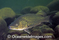 Eastern Freshwater Cod Maccullochella ikei Photo - Gary Bell