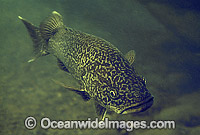 Eastern Freshwater Cod Maccullochella ikei Photo - Gary Bell
