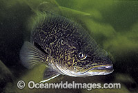 Clarence River Cod Maccullochella ikei Photo - Gary Bell