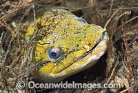 Long-finned Eel Anguilla reinhardtii Photo - Gary Bell