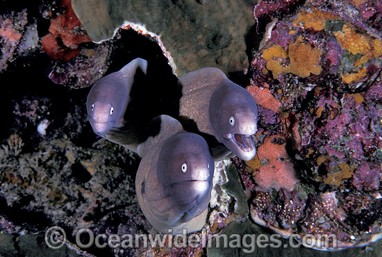 White-eyed Moray Eels Siderea thyrsoidea photo White-eyed Moray Eels Siderea thyrsoidea photo