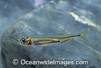 Australian Smelt Retropinna semoni Photo - Gary Bell