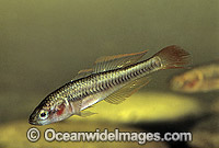 Firetail Gudgeon Hypseleotris galii Photo - Gary Bell