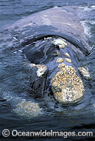 Southern Right Whale showing callosities Photo - Lin Sutherland