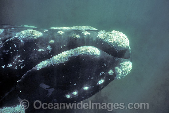 Southern Right Whale Eubalaena australis photo