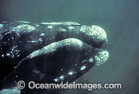 Southern Right Whale Eubalaena australis Photo - Lin Sutherland