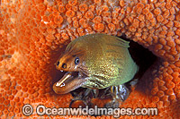 Green Moray Eel in sponge Photo - Gary Bell