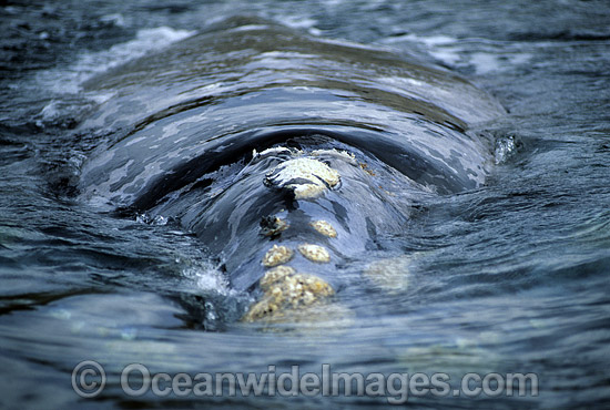 Southern Right Whale showing callosities photo