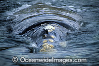 Southern Right Whale showing callosities Photo - Lin Sutherland