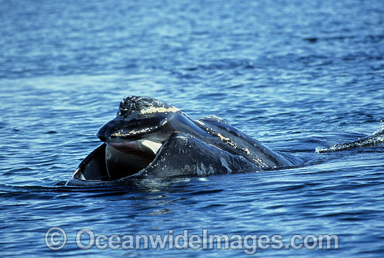 Southern Right Whale with mouth agape photo Southern Right Whale with mouth agape photo