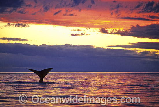 Southern Right Whale tail fluke during sunset photo Southern Right Whale tail fluke during sunset photo