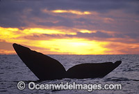 Southern Right Whale tail fluke during sunset Photo - Lin Sutherland