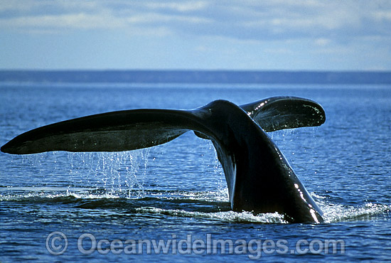 Southern Right Whale tail fluke photo Southern Right Whale tail fluke photo