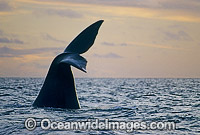 Southern Right Whale tail fluke Photo - Lin Sutherland
