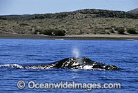 Southern Right Whale expelling air from blowhole Photo - Lin Sutherland