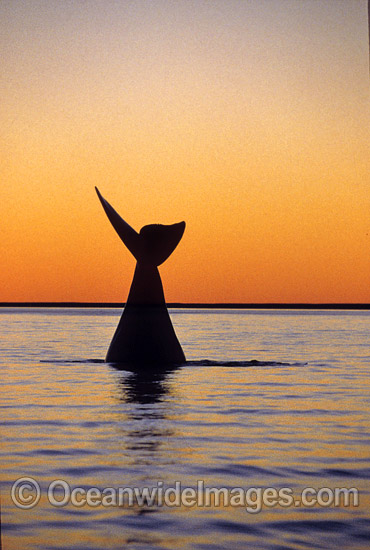 Southern Right Whale tail fluke during sunset photo Southern Right Whale tail fluke during sunset photo
