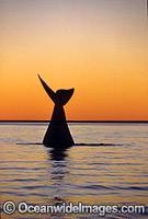 Southern Right Whale tail fluke during sunset Photo - Lin Sutherland