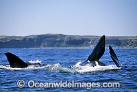 Southern Right Whale pectoral fin slapping surface Photo - Lin Sutherland