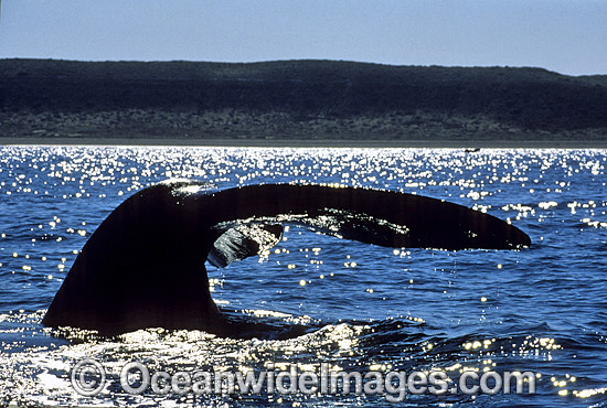 Southern Right Whale tail fluke photo Southern Right Whale tail fluke photo