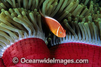 Pink Anemonefish beneath Anemone Photo - Gary Bell