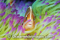 Pink Anemonefish Amphiprion perideraion Photo - Gary Bell