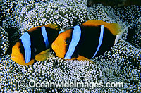 Orange-fin Anemonefish Amphiprion chrysopterus Photo - Gary Bell
