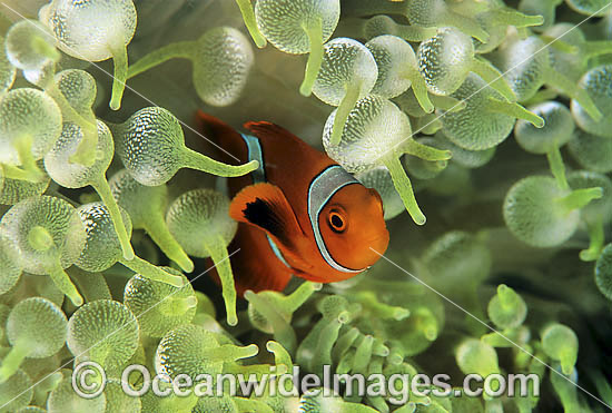 Spine-cheek Anemonefish Premnas biaculeatus photo