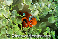 Spine-cheek Anemonefish Premnas biaculeatus Photo - Gary Bell